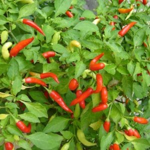 Peperoncino fresco