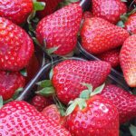 fragole_BioInnocenti