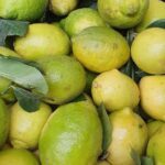 limoni_BioInnocenti