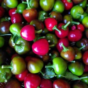 Peperoni piccanti tondi