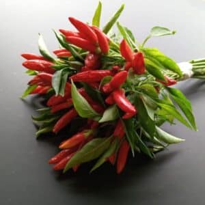 Peperoncino in mazzetti