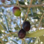 469009854_122256703100004199_2582744426710825007_n